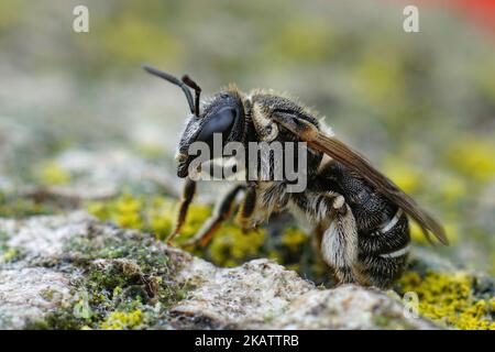 Gros plan détaillé sur une femelle méditerranéenne Common epualette-nomia, Pseudaapis diversipes, assise sur bois Banque D'Images