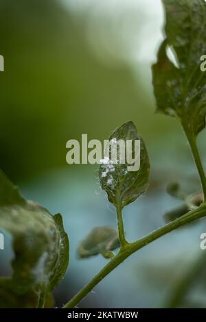 attaque de mouche blanche sur les feuilles de tomate dans une plantation Banque D'Images