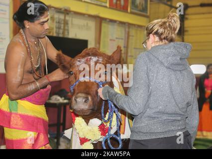 Le prêtre hindou tamoul est le maître d'une vache lors d'une bénédiction spéciale à l'occasion du Festival pongal thaïlandais dans un temple hindou tamoul en Ontario, au Canada, sur 14 janvier 2018. Le festival tamoul de Thai Pongal est un festival d'action de grâce qui honore le Dieu Soleil (Lord Surya) et célèbre une récolte réussie. (Photo de Creative Touch Imaging Ltd./NurPhoto) Banque D'Images