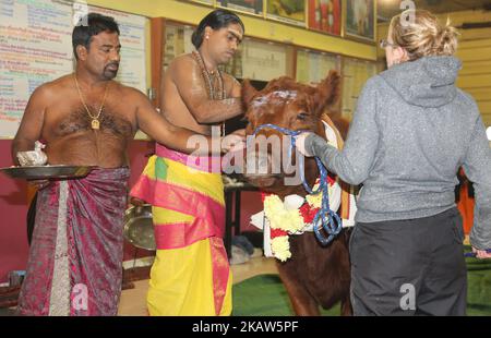 Un prêtre hindou tamoul bénit une vache pendant le Festival pongal thaïlandais dans un temple hindou tamoul en Ontario, au Canada, sur 14 janvier 2018. Le festival tamoul de Thai Pongal est un festival d'action de grâce qui honore le Dieu Soleil (Lord Surya) et célèbre une récolte réussie. (Photo de Creative Touch Imaging Ltd./NurPhoto) Banque D'Images