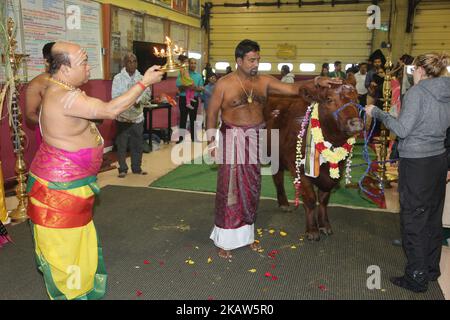 Un prêtre hindou tamoul bénit une vache pendant le Festival pongal thaïlandais dans un temple hindou tamoul en Ontario, au Canada, sur 14 janvier 2018. Le festival tamoul de Thai Pongal est un festival d'action de grâce qui honore le Dieu Soleil (Lord Surya) et célèbre une récolte réussie. (Photo de Creative Touch Imaging Ltd./NurPhoto) Banque D'Images