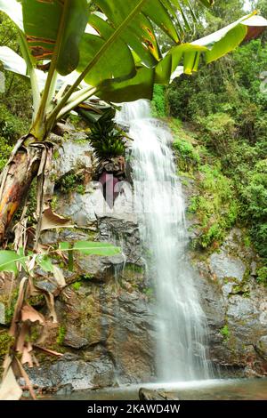 Banane avec chute d'eau en arrière-plan Banque D'Images