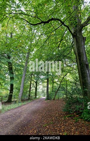 Un chemin qui s'étire dans la distance dans les bois à Ranmore Common près de Dorking Surrey Angleterre Royaume-Uni Banque D'Images