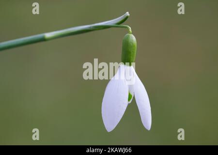 Snowdrop Galanthus nivalis (commune) en fleurs au printemps Banque D'Images