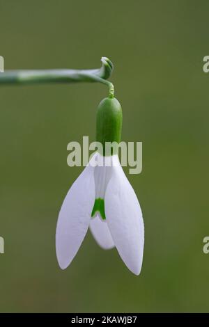 Snowdrop Galanthus nivalis (commune) en fleurs au printemps Banque D'Images