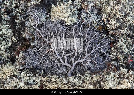 Bouleau nain mort (Betula nana) arbuste à feuilles caduques parmi les lichen sur terrain rocailleux de la toundra arctique, Suède, Scandinavie Banque D'Images