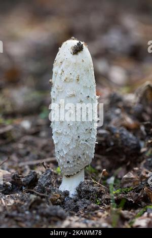 Capsule à encre de Shaggy / perruque d'avocat / champignon de la mane de Shaggy (Coprinus comatus), jeune fructification du corps de champignon en forêt en automne / automne Banque D'Images
