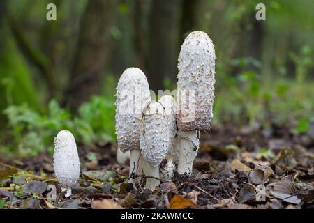 Capsule à encre de Shaggy / perruque d'avocat / champignon de la mane de Shaggy (Coprinus comatus), jeunes fructifications de champignons / champignons en forêt en automne / automne Banque D'Images