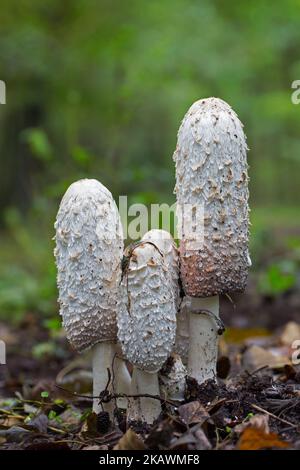 Capsule à encre de Shaggy / perruque d'avocat / champignon de la mane de Shaggy (Coprinus comatus), jeunes fructifications de champignons / champignons en forêt en automne / automne Banque D'Images