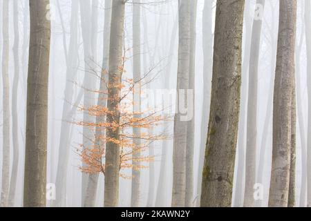 Hêtre européen / sangsues communes (Fagus sylvatica), troncs d'arbres avec feuilles d'automne dans la forêt couverte en début de matinée brume en hiver Banque D'Images