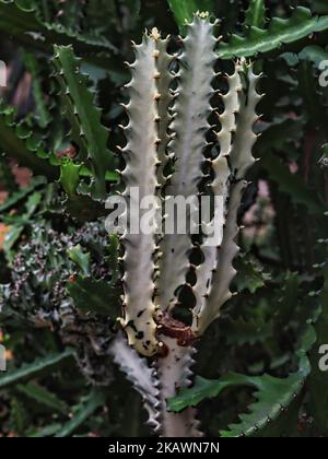Candélabre Cactus Euphorbia lactea compacta Banque D'Images