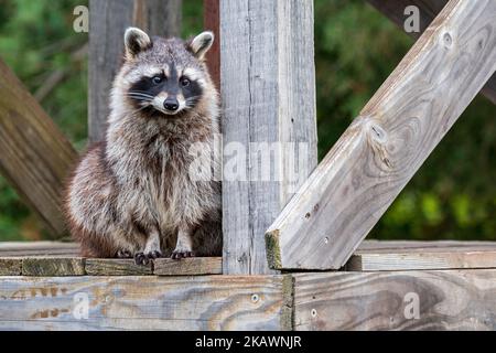 Raton laveur commun (lotor de Procyon) assis parmi des poutres / bois de pont en bois, espèces envahissantes indigènes de l'Amérique du Nord Banque D'Images