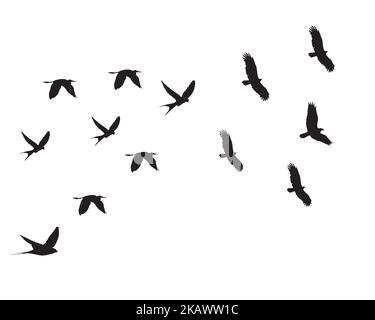 Silhouettes d'oiseaux volants isolées sur fond blanc. Illustration de Vecteur