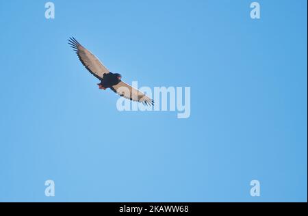 Bateleur (Terathopius ecaudatus) femelle en vol Banque D'Images