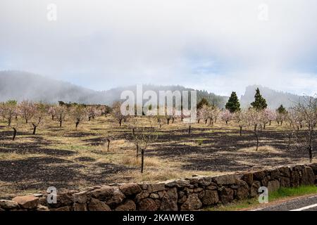 Gran Canaria, Caldera de Tejeda en février, amandiers en pleine floraison, époque du festival des amandiers en fleur, Espagne Banque D'Images