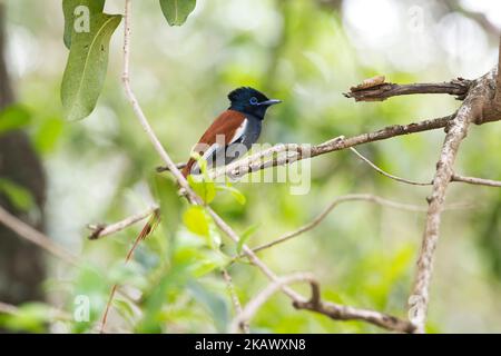 Paradis africain-flycatcher (Terpsiphone viridis), homme rufous morph. Il y a aussi un mue blanc Banque D'Images