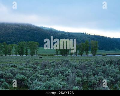 La rivière Lamar et les arbres en bois de coton avec le sagebrush argent Artemisia cana en premier plan, en lumière tôt le matin avec des nuages bas, Lamar Valley, Yell Banque D'Images