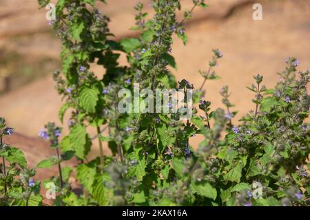 Le Mesosphaerum suaveolens, synonyme Hyptis suaveolens, le pignut ou chan, est une plante pseudocerée ramifiée Banque D'Images