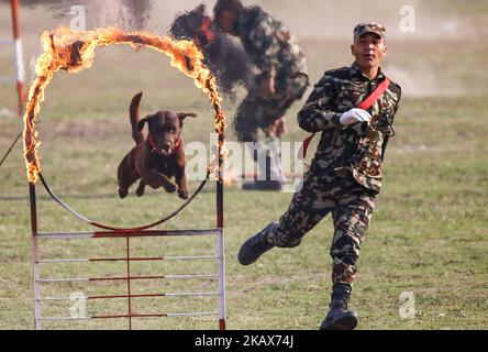 Le chien formé de l’armée népalaise montre des cascades lors du festival de Ghode Jatra ou du festival du cheval à Katmandou, au Népal, au 17 mars 2018. Selon les mythes, on croit que Ghode Jatra est célébré comme le triomphe sur le démon qui était autrefois une horreur dans la ville et par des chevaux galopant le démon scrit reste sous le sol. (Photo de Sunil Pradhan/NurPhoto) Banque D'Images