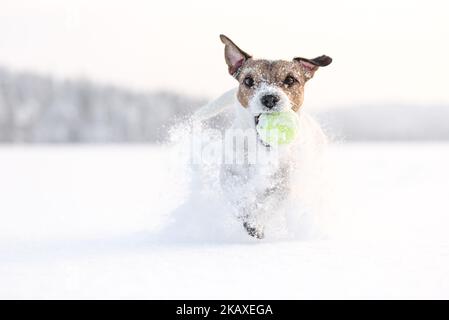 Chien heureux jouant à chercher dehors avec le propriétaire pendant la marche le jour d'hiver. Scène magnifique avec chien courant sur la neige faisant des éclaboussures Banque D'Images