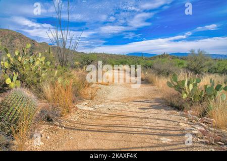 Sentier au parc national de Sabino Canyon à Tucson, Arizona. Il existe différents types de cactus sur la vue par rapport à l'arrière-plan du ciel. Banque D'Images