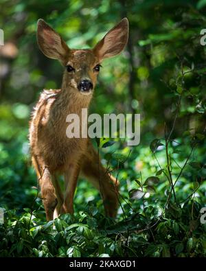 Une photo verticale d'adorables cerfs-mulets fraient en errant dans des forêts verdoyantes Banque D'Images