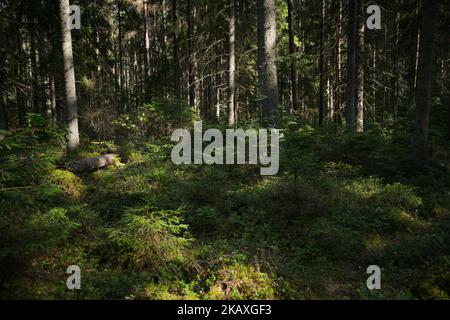 Chemin mystérieux plein de racines au milieu de forêts de conifères en bois, entouré de buissons verts et de feuilles et de fougères - photo de stock Banque D'Images