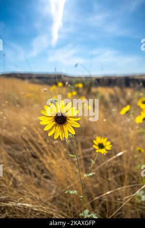 Tournesol des Prairies (Helianthus petiolaris) dans la Palouse au début de l'automne Banque D'Images