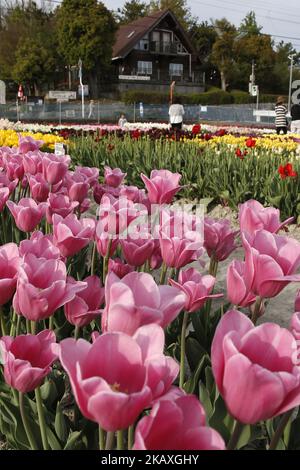 Les visiteurs apprécient les tulipes en fleurs au parc de Tokyo, jeudi, 12 avril 2018. (Photo de Hitoshi Yamada/NurPhoto) Banque D'Images