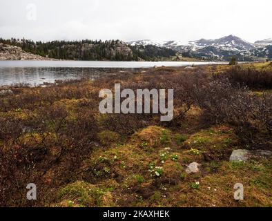 Long lac et montagne enneigée avec marais blanc marigold Maltha leptosepala et butterbutter subalpin Ranunculus eschscholtzii en premier plan, Banque D'Images