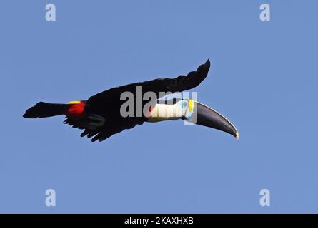 Toucan de Cuvier (Ramphastos cuvieri) adulte en vol Rio Azul, Brésil. Juillet Banque D'Images