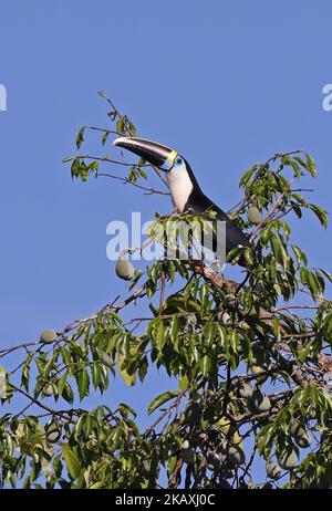 Cuvier's Toucan (Ramphastos cuvieri) adulte perchée dans l'arbre à fruits Rio Azul, Brésil. Juillet Banque D'Images