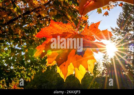 Feuilles d'automne colorées maintenues par une main dans le contre-jour du soleil. Banque D'Images