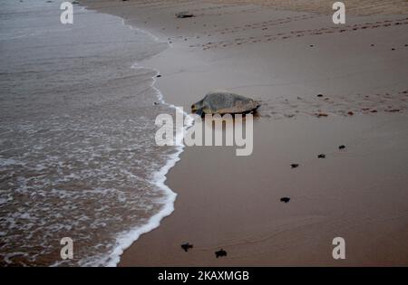 Les jeunes tortues Olive Ridley nouvellement à couver sont vues à la plage de la rivière Rushikulya Mouth pendant qu'elles rampent pour entrer dans la mer comme mère Olive Ridley tortue également entre avec eux après avoir pondu des œufs à la plage du village Podampeta de Ganjam district, À 140 km de la capitale de l'État indien de l'est, Bhubaneswar, sur 23 avril 2018. Les tortues Olive Ridley choisissent les plages de la côte est de la baie du Bengale pour leur nidification annuelle. (Photo par STR/NurPhoto) Banque D'Images