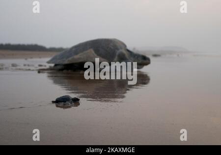 Les jeunes tortues Olive Ridley nouvellement à couver sont vues à la plage de la rivière Rushikulya Mouth pendant qu'elles rampent pour entrer dans la mer comme mère Olive Ridley tortue également entre avec eux après avoir pondu des œufs à la plage du village Podampeta de Ganjam district, À 140 km de la capitale de l'État indien de l'est, Bhubaneswar, sur 23 avril 2018. Les tortues Olive Ridley choisissent les plages de la côte est de la baie du Bengale pour leur nidification annuelle. (Photo par STR/NurPhoto) Banque D'Images