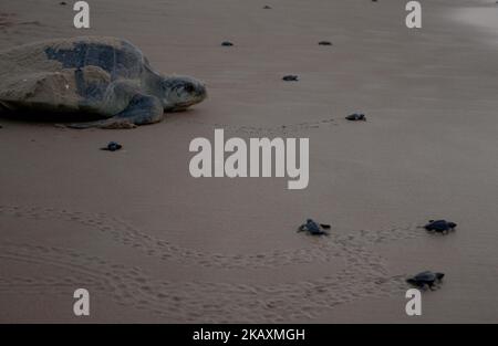 Les jeunes tortues Olive Ridley nouvellement à couver sont vues à la plage de la rivière Rushikulya Mouth pendant qu'elles rampent pour entrer dans la mer comme mère Olive Ridley tortue également entre avec eux après avoir pondu des œufs à la plage du village Podampeta de Ganjam district, À 140 km de la capitale de l'État indien de l'est, Bhubaneswar, sur 23 avril 2018. Les tortues Olive Ridley choisissent les plages de la côte est de la baie du Bengale pour leur nidification annuelle. (Photo par STR/NurPhoto) Banque D'Images