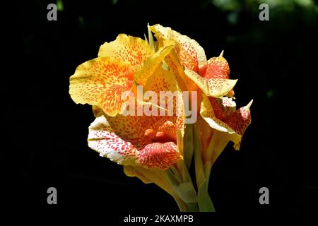 Une belle fleur de Humbert de roi jaune dans un jardin isolé sur un fond sombre Banque D'Images