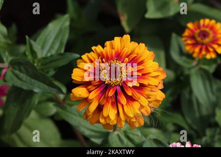 Fleur naturelle isolée de zinnia sur fond vert. Banque D'Images