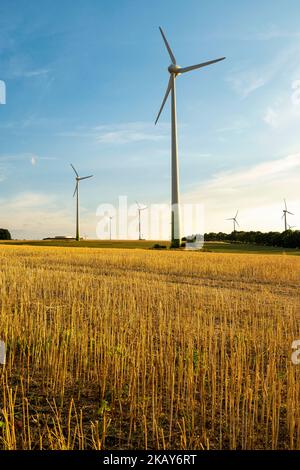 Un plan vertical d'un groupe d'éoliennes dans le champ d'or Banque D'Images