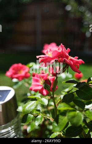 Une photo verticale de roses en fleurs Banque D'Images