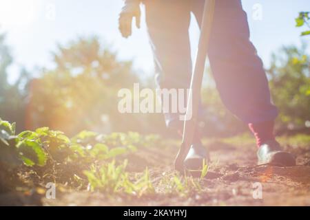 Agriculteur cultivant la terre dans le jardin avec des outils à main. Le sol se desserre. Concept de jardinage. Travaux agricoles sur la plantation Banque D'Images