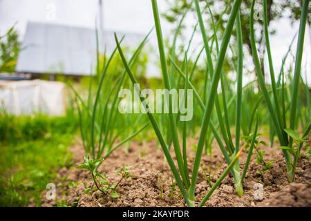 Les cultures d'oignons plantées dans le sol deviennent mûres sous le soleil. Terres cultivées en gros plan avec le germe. Plante agricole poussant dans la rangée de lits. Culture alimentaire verte Banque D'Images