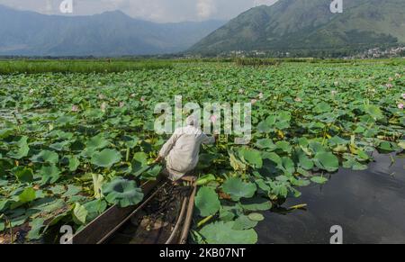 Un boatman du Cachemire plâte la fleur de lotus d'une ferme sur le lac Dal à Srinagar, la capitale estivale de l'État indien administré du Cachemire, Inde sur 19 juillet 2018 . Le lac Dal, l'une des principales attractions touristiques de la région, est passé de 25 km carrés à 13 km carrés depuis 1980s en raison de la pollution au cours de décennies de négligence et d'une révolte séparatiste, ont déclaré des activistes de l'environnement. (Photo de Kabli Yawar/NurPhoto) Banque D'Images