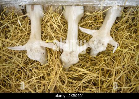 Chèvres sur la ferme Dooobra ferma. Dooobra ferma est une ferme laitière de la région de Kiev spécialisée dans les fromages artisanaux. Bohuslav, région de Kiev, Ukraine sur 27 juillet 2018 (photo par Oleksandr Rupeta/NurPhoto) Banque D'Images