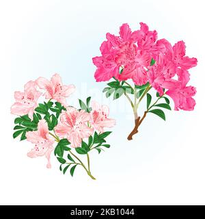 Branches roses fleurs rhododendrons arbuste de montagne sur un fond blanc ensemble huit vintage vecteur illustration modifiable dessin à la main Illustration de Vecteur