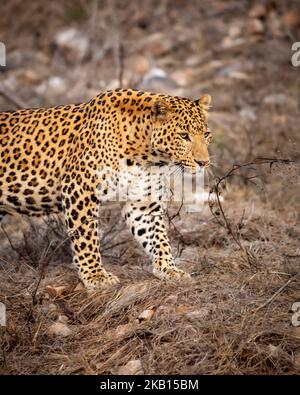 léopard indien sauvage mâle ou panthère profil de côté en gros plan de marche ou de promenade avec style avec contact avec les yeux en été safari dans la jungle en plein air dans la forêt Banque D'Images