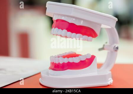 Mâchoire humaine anatomique en plastique, modèle de démonstration pour l'éducation Banque D'Images