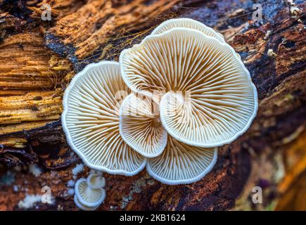 Gros plan sur de magnifiques bouquet de champignons inversés. Vue en macro de l'Oysterling variable Banque D'Images