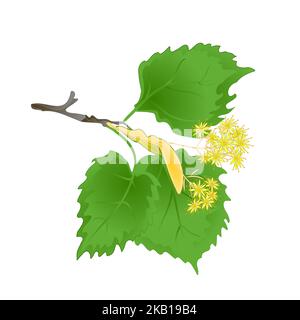 Tvig Tilia-Linden branche avec des feuilles avec des fleurs Linden vintage vecteur illustration editabe main dessiner Illustration de Vecteur