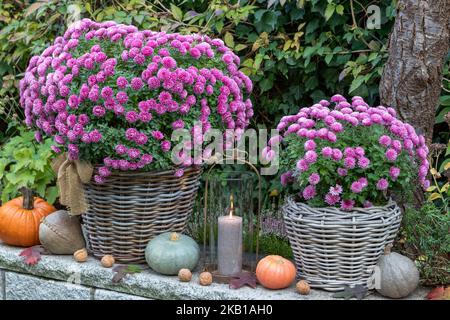 fleurs de chrysanthème roses en paniers dans le jardin d'automne Banque D'Images
